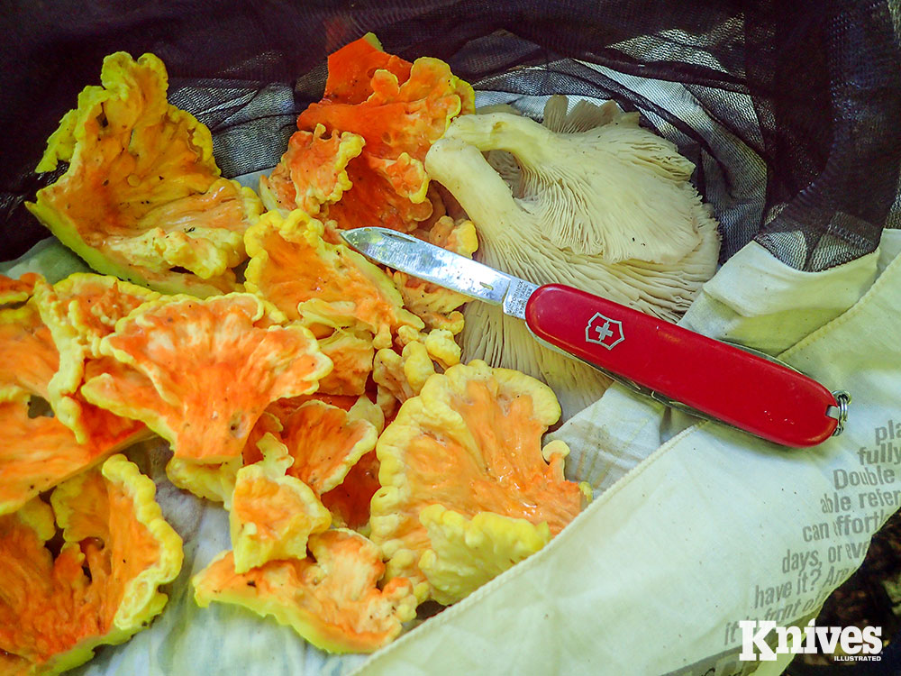 Wild mushrooms were harvested by the author for camp cooking and taking home. Chicken of the Woods (left) and Oyster Mushrooms are typical, safe mushrooms in the Northeast during spring through fall. 