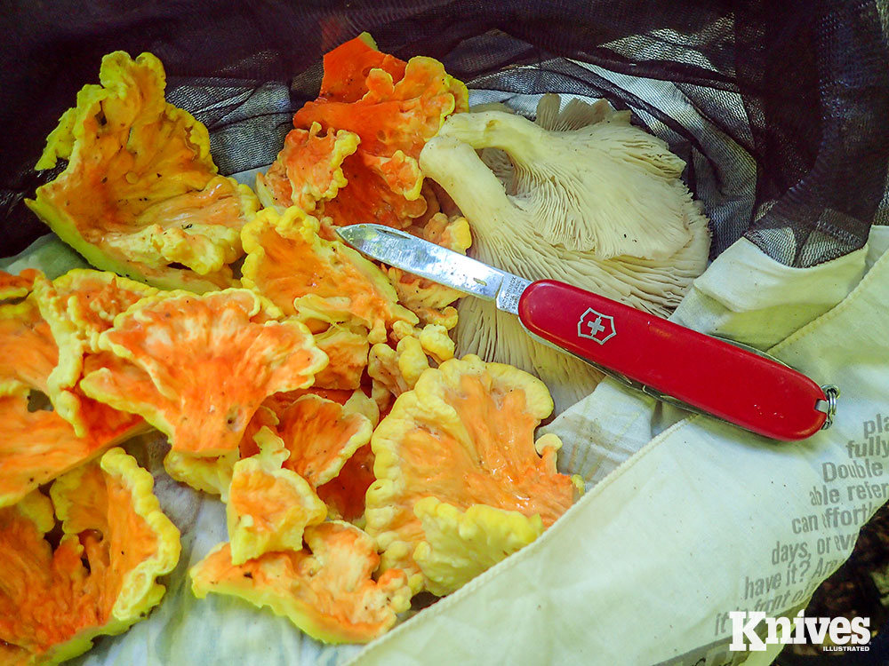 Wild mushrooms were harvested by the author for camp cooking and taking home. Chicken of the Woods (left) and Oyster Mushrooms are typical, safe mushrooms in the Northeast during spring through fall.