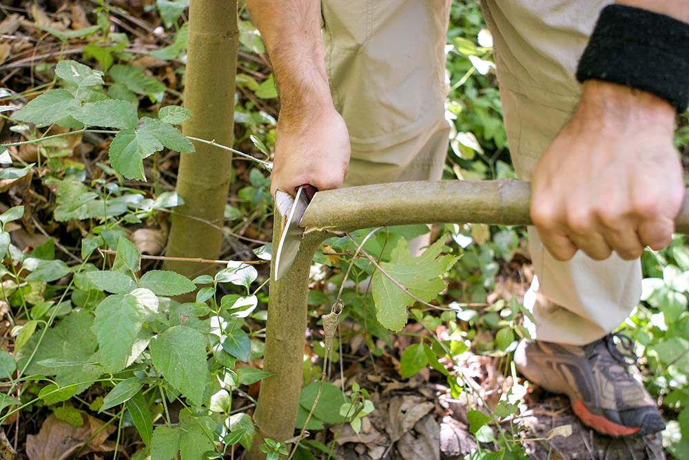 Cutting a small tree down with a knife